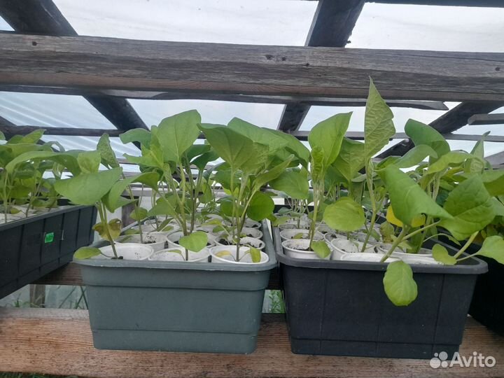 Рассада помидор, перцев, баклажан, цветов