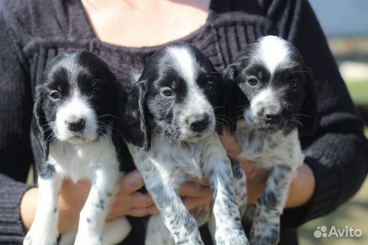 Щенки русского охотничьего спаниеля