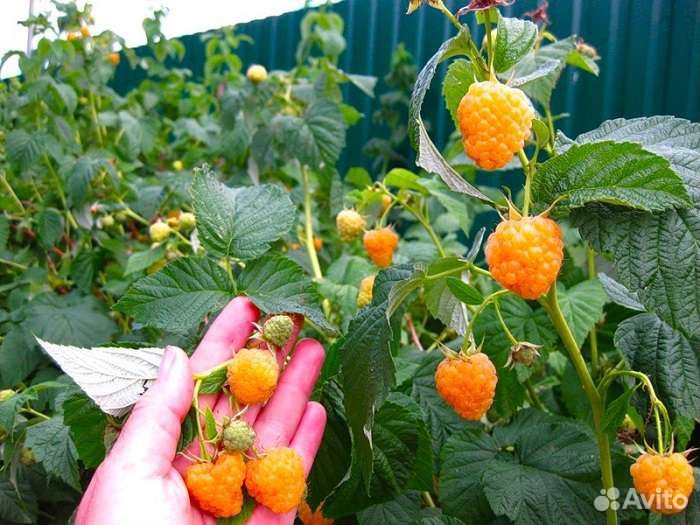 Малина желтый гигант