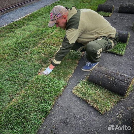 Газонная трава от производителя