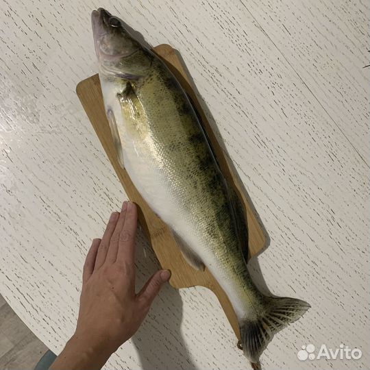 Свежая рыба судак