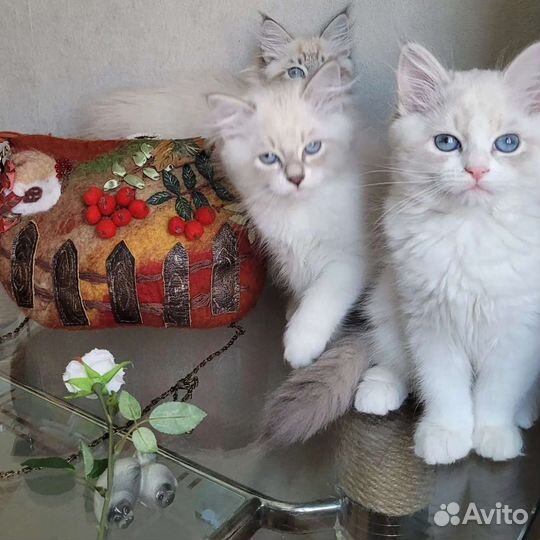 Невская маскарадная