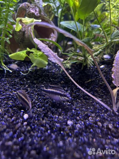 Пельвикахромис пульхера (крибенсис)