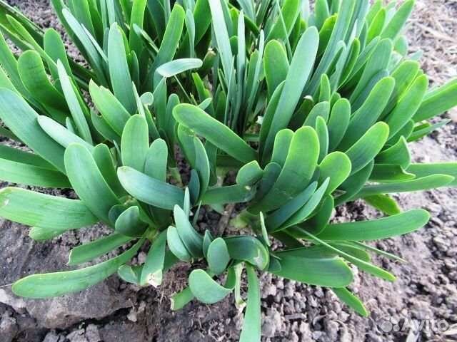 Топинамбур, Хрен, Лук