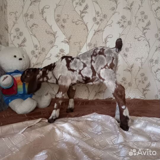 Англо нубийский козлик