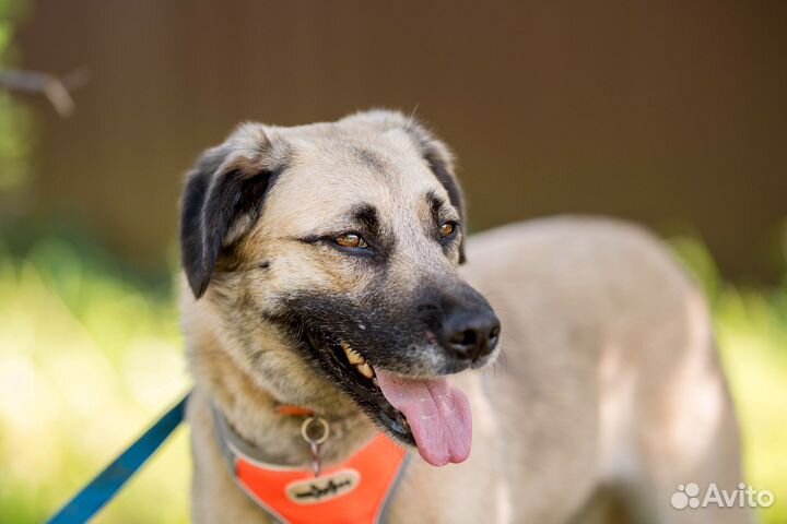 Собака Мона в добрые руки