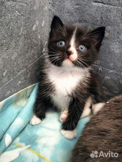 Отдам котят