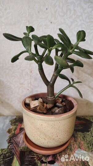 Крассула толстянка