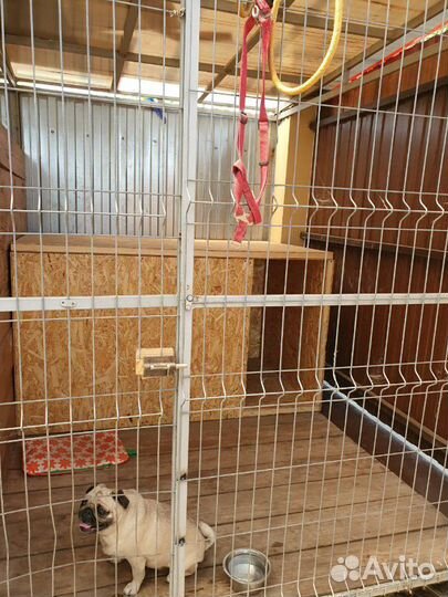 Гостиница для собак. Дрессировка