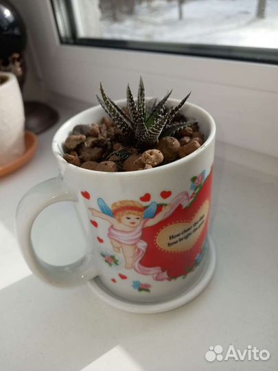 Цветы в горшках