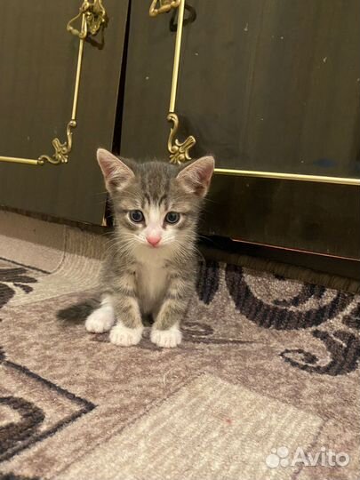 Котенок в дар бесплатно