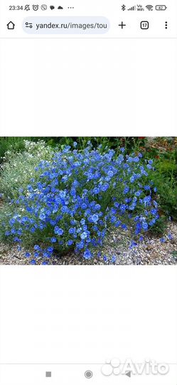 Многолетники