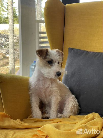 Щенки джек рассел терьер брокен