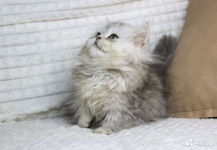 Котята манчкин