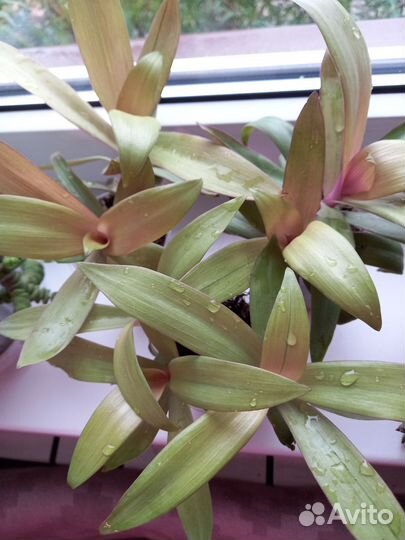 Комнатные растения цветы