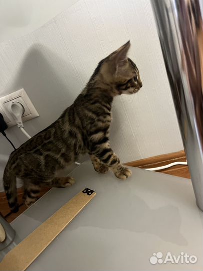 Бенгальская