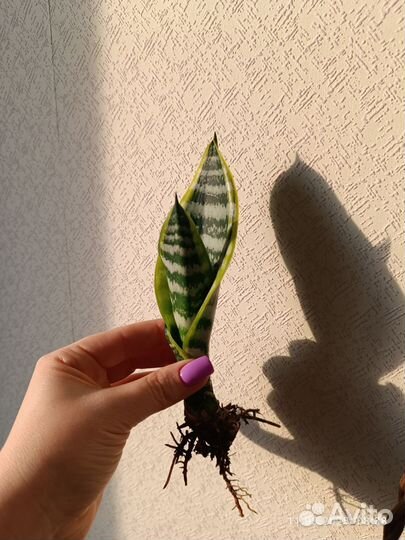 Сансевиерия лауренти