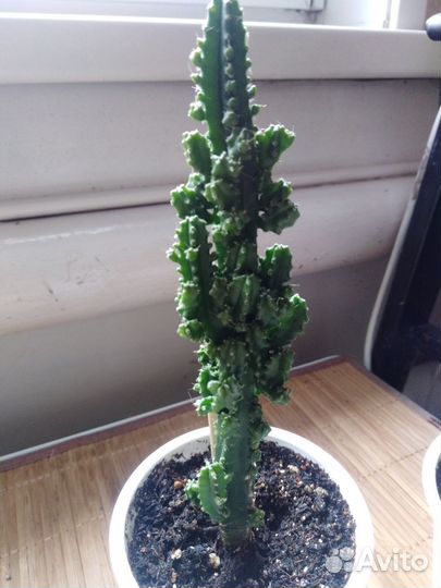 Кактусы и суккуленты