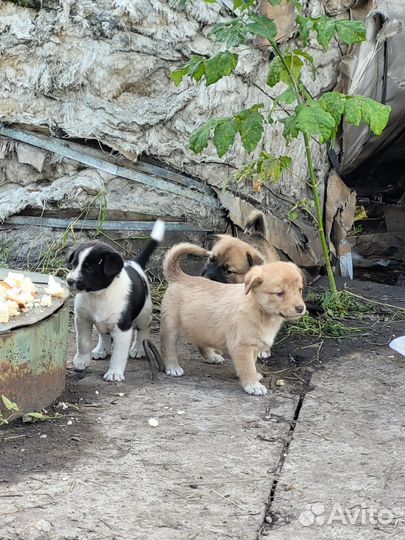 Щенки