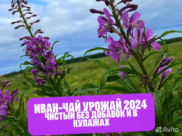 Иван-чай 1 кг 2024 с ягодами,травами,имбирём и др