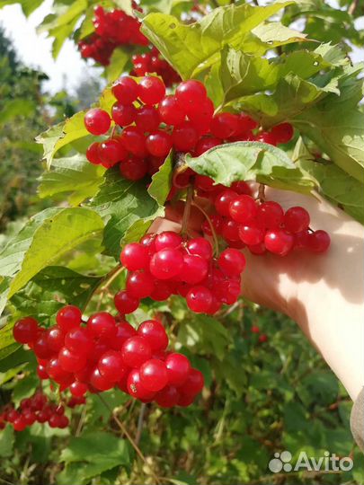 Саженцы сливы, тернослива, калина, ирга