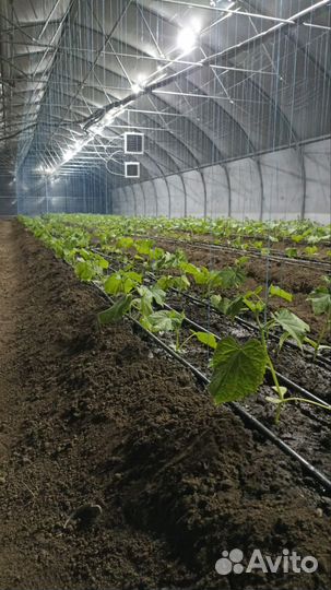 Рассада огурца, сорт Северин