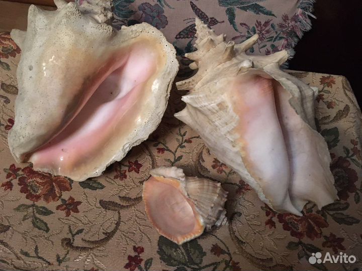 Кораллы и Ракушки