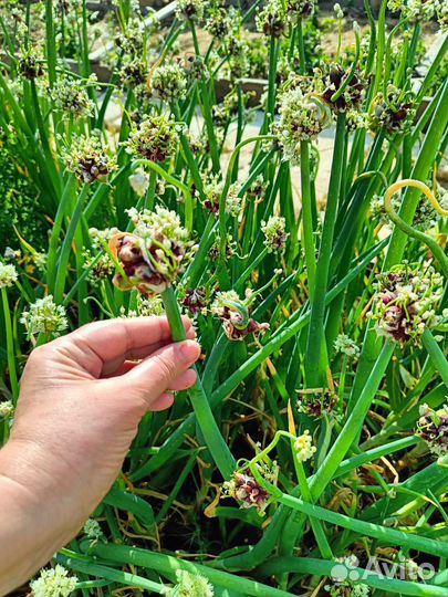 Лук живородящий