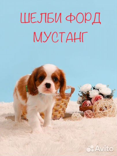 Кавалер кинг чарльз