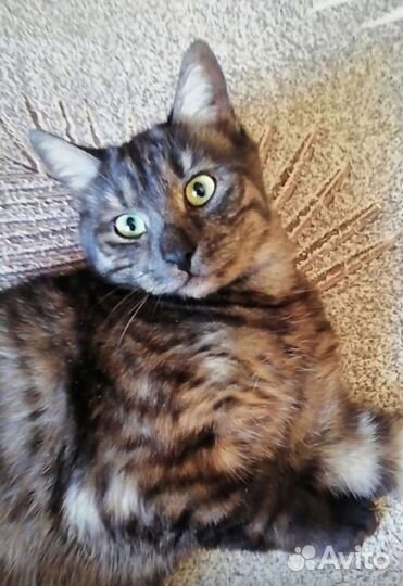 Мартин котик окрас черный табби