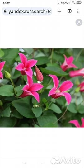 Клематис принцесса Диана