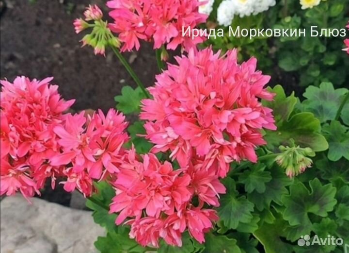 Пеларгония герань