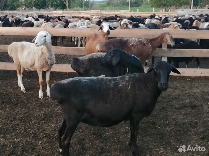 Курдючные Ярки, Баранчики. Гиссар Эдильбай