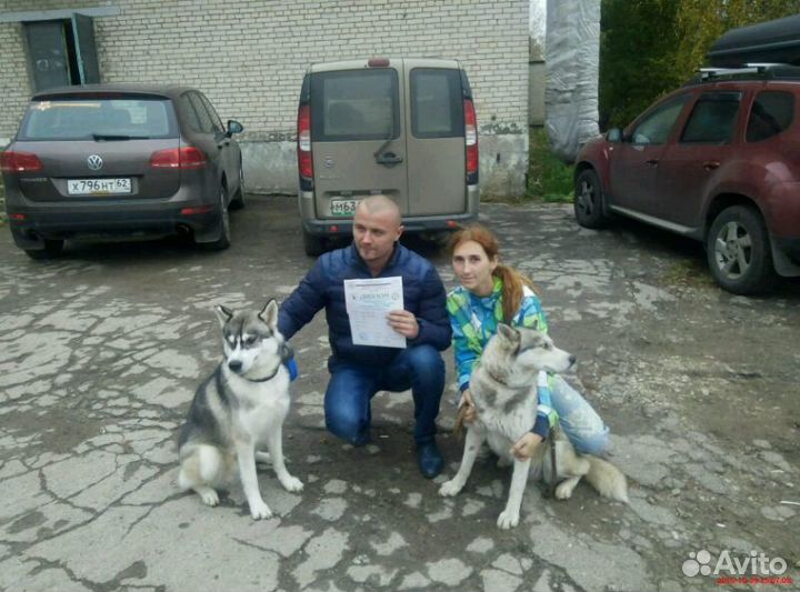Кобель на вязку