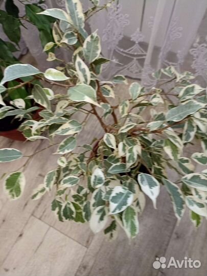 Фикус Бенджамина