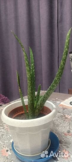 Домашние цветы Разные