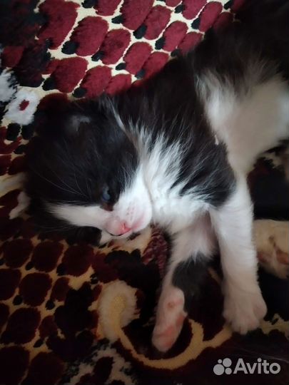 Кошка