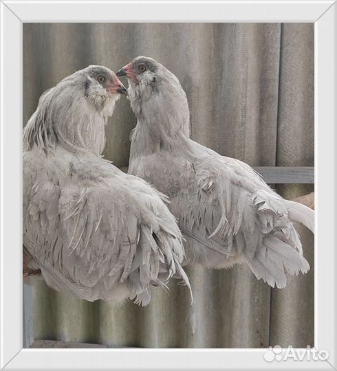 Цыплята разных пород