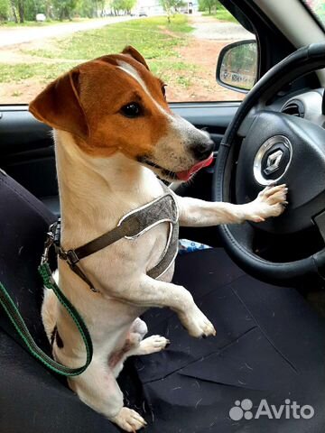 Вязка кобель джек рассел