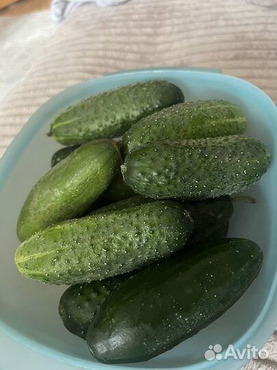 Огурцы свежие