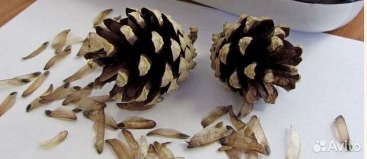 Доставка семян сосны