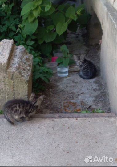 Котята 1,5 мес