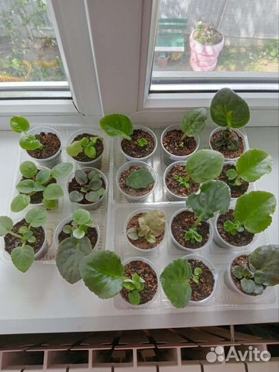 Фиалка детки и укорененные листы с детками