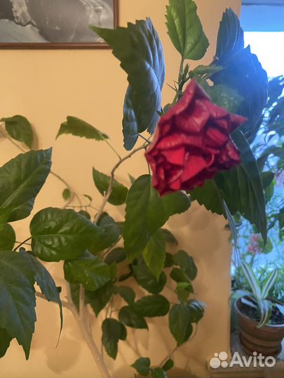 Китайская роза