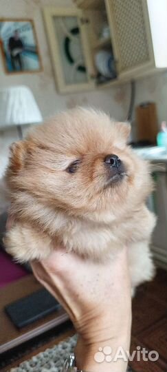 Померанский шпиц мини-мишка)