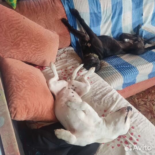 Питстаф щенки