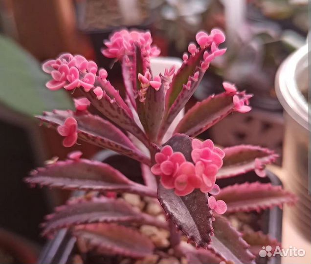 Каланхоэ розовые бабочки. Комнатные цветы