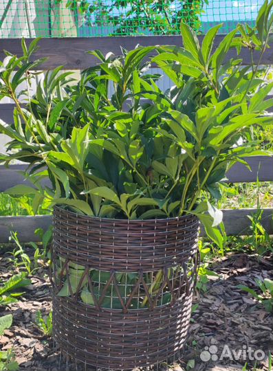 Опора для садовых растений