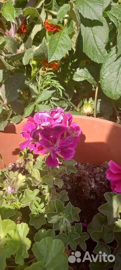 Плетущаяся герань