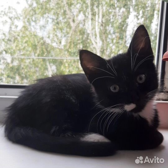 Котенок